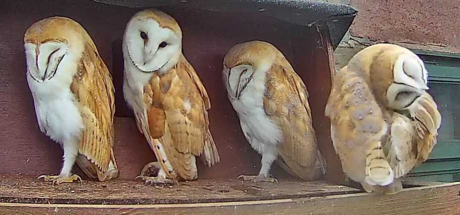Four two-month old barn owlets on nestbox ledge, at Shawbottom
