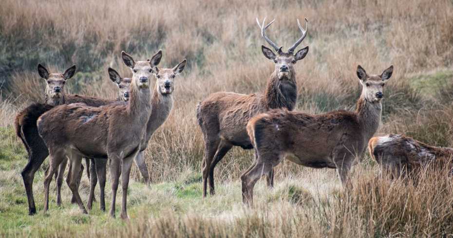 A group of red deer visiting Shawbottom