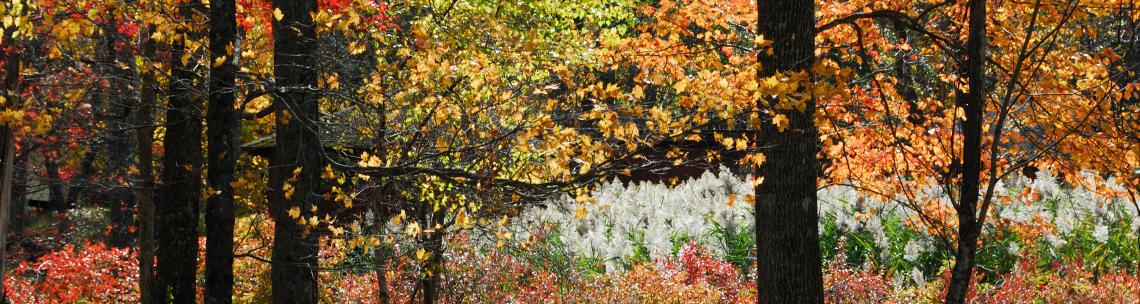 autumn woodland