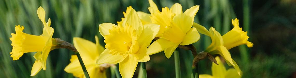 daffodils