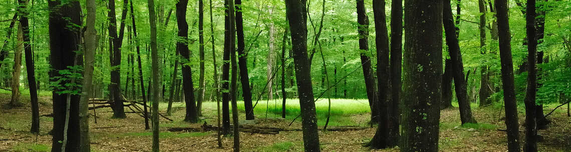 ddrc woodland