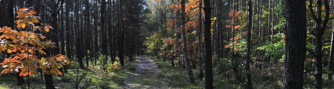 forest path