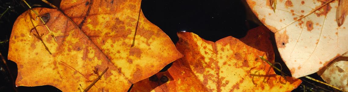 leaves in water